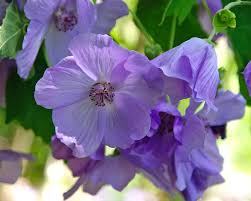 Violet Abutilon Flower seeds for Planting - Bright Blooms, Heirloom & GMO Free Seeds for Home Garden