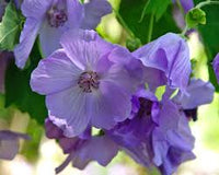 Violet Abutilon Flower seeds for Planting - Bright Blooms, Heirloom & GMO Free Seeds for Home Garden