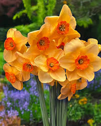 Orange Yellow Daffodils Seeds Flower seeds for Planting Colorful Display Heirloom & GMO Free Seeds for Home Garden 
 
 Sale