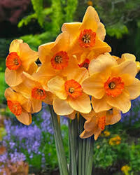 Orange Yellow Daffodils Seeds Flower seeds for Planting Colorful Display Heirloom & GMO Free Seeds for Home Garden 
 
 Sale