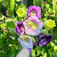 Heirloom Cobaea Flower seeds for Planting Compact Growth Heirloom & GMO Free Seeds for Home Garden