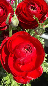 Red Ranunculus Flower seeds for Planting Perfect for Borders Heirloom & GMO Free Seeds for Home Garden