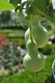 Green Birdhouse Gourd Vegetable Seeds for Planting