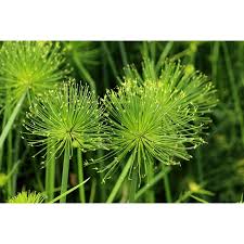 Papyrus Flower seeds for Planting Long Bloom Season Heirloom & GMO Free Seeds for Home Garden
