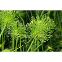Papyrus Flower seeds for Planting Long Bloom Season Heirloom & GMO Free Seeds for Home Garden