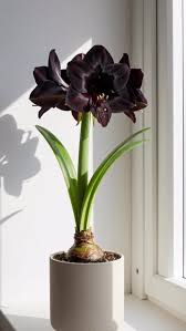 Black Amaryllis Flower seeds for Planting Wildflower Mix Heirloom & GMO Free Seeds for Home Garden 
 
 Sale