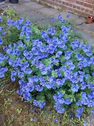 Deep Blue Geranium Flower Seeds for Planting Hardy Variety Heirloom & GMO Free Seeds for Home Garden
 
 Sale
