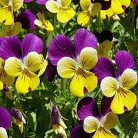 Heirloom Johnny Jump Up Flower seeds for Planting Cut Flower Favorite Heirloom & GMO Free Seeds for Home Garden