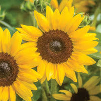Yellow Hybrid Sunflower Seeds - Perfect for Planting