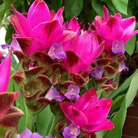 Heirloom Siam Tulip Flower seeds for Planting Compact Growth Heirloom & GMO Free Seeds for Home Garden