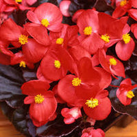 Painted Begonia Flower seeds for Planting - Premium Quality, Heirloom & GMO Free Seeds for Home Garden