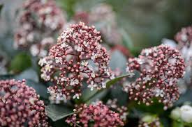 Skimmia Flower seeds for Planting Long Bloom Season Heirloom & GMO Free Seeds for Home Garden