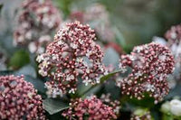 Skimmia Flower seeds for Planting Long Bloom Season Heirloom & GMO Free Seeds for Home Garden
