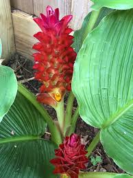 Red Curcuma Aeruginosa Flower seeds for Planting - Hardy Variety, Heirloom & GMO Free Seeds for Home Garden