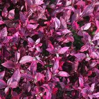 Purple Iresine Flower seeds for Planting - Drought Tolerant, Heirloom & GMO Free Seeds for Home Garden