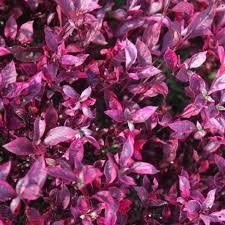 Purple Iresine Flower seeds for Planting - Drought Tolerant, Heirloom & GMO Free Seeds for Home Garden
