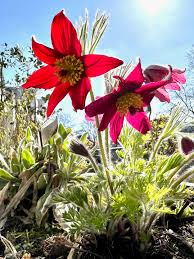 Pulsatilla Flower seeds for Planting - Hardy Variety, Heirloom & GMO Free Seeds for Home Garden