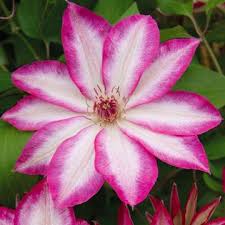Pink Clematis Flower Seeds for Planting Cut Flower Favorite Heirloom & GMO Free Seeds for Home Garden
 
 Sale