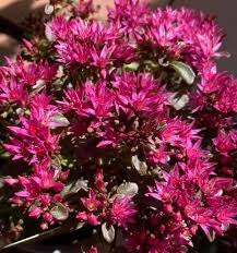 Pink Sedum Voodoo Flower seeds for Planting - Colorful Display, Heirloom & GMO Free Seeds for Home Garden