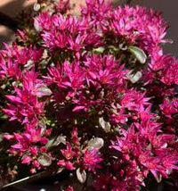 Pink Sedum Voodoo Flower seeds for Planting - Colorful Display, Heirloom & GMO Free Seeds for Home Garden