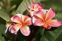 Purple Yellow Frangipani Flower seeds for Planting - Compact Growth, Heirloom & GMO Free Seeds for Home Garden