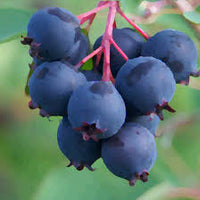 Saskatoon Fruit Seeds for Planting - Grow Your Own Berries