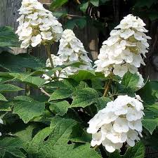 Mix Quercifolia Flower seeds for Planting - Premium Quality, Heirloom & GMO Free Seeds for Home Garden