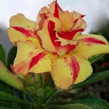 Yellow Red Adenium Obesum Flower Seeds for Planting Low Maintenance Heirloom & GMO Free Seeds for Home Garden  Sale
