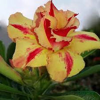 Yellow Red Adenium Obesum Flower Seeds for Planting Low Maintenance Heirloom & GMO Free Seeds for Home Garden  Sale