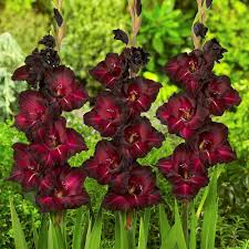 Maroon Gladiolus Flower Seeds for Planting – Sun Loving Heirloom & NonGMO Seeds for Home Garden
 
 Sale