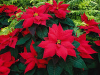 Poinsettia Seeds for Planting  Festive Holiday Flowers