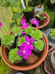 Butterwort Seeds for Planting: Grow Your Own Flower Plants