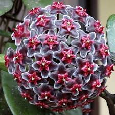 Black Carnosa Flower Seeds for Planting Seasonal Bloomer Heirloom & GMO Free Seeds for Home Garden
 
 Sale