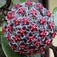 Black Carnosa Flower Seeds for Planting Seasonal Bloomer Heirloom & GMO Free Seeds for Home Garden
 
 Sale