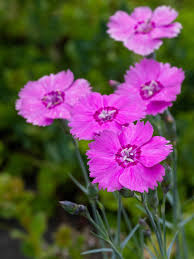Pink Dianthus Caryophyllus Flower seeds for Planting - Perfect for Borders, Heirloom & GMO Free Seeds for Home Garden