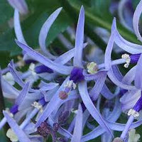 Blue Petromarula Pinnata Flower seeds for Planting - Wildflower Mix, Heirloom & GMO Free Seeds for Home Garden
