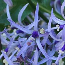 Blue Petromarula Pinnata Flower seeds for Planting - Wildflower Mix, Heirloom & GMO Free Seeds for Home Garden