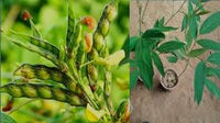 Jamaica Gungo Vegetable Seeds for Planting  High-Quality Seeds for Your Garden