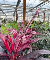 Cordyline Flower seeds for Planting Low Maintenance Heirloom & GMO Free Seeds for Home Garden