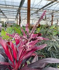 Cordyline Flower seeds for Planting Low Maintenance Heirloom & GMO Free Seeds for Home Garden