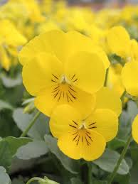 Yellow Viola Flower seeds for Planting - Perfect for Borders, Heirloom & GMO Free Seeds for Home Garden