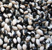 Black White Orka Beans  Planting Seeds for Your Vegetable Garden