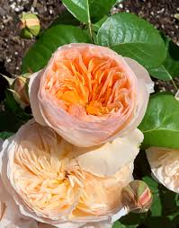 Juliet Flower seeds for Planting - Fragrant Blossoms, Heirloom & GMO Free Seeds for Home Garden
