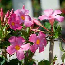Mandevilla Flower seeds for Planting - Wildflower Mix, Heirloom & GMO Free Seeds for Home Garden
