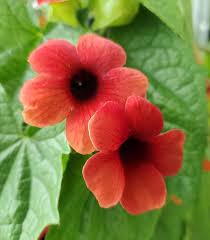 Thunbergia Alata Flower seeds for Planting Premium Quality Heirloom & GMO Free Seeds for Home Garden