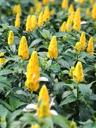 Yellow Crossandra Flower seeds for Planting - Garden Favorite, Heirloom & GMO Free Seeds for Home Garden