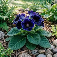 Dark Blue Gloxinia Flower seeds for Planting - Bright Blooms, Heirloom & GMO Free Seeds for Home Garden