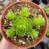 Greenovia Flower seeds for Planting - Premium Quality, Heirloom & GMO Free Seeds for Home Garden