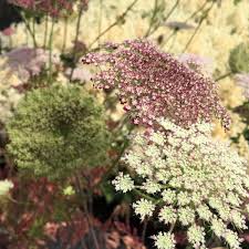 Mixed Dara Anne's Lace Flower seeds for Planting - Pollinator Friendly, Heirloom & GMO Free Seeds for Home Garden