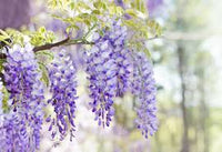 Wisteria Purple Flower seeds for Planting - Long Bloom Season, Heirloom & GMO Free Seeds for Home Garden